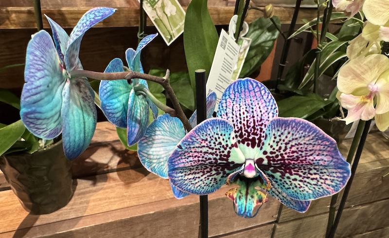 some kind of weird rainbow colored orchid that i'm sure is some proprietary breed