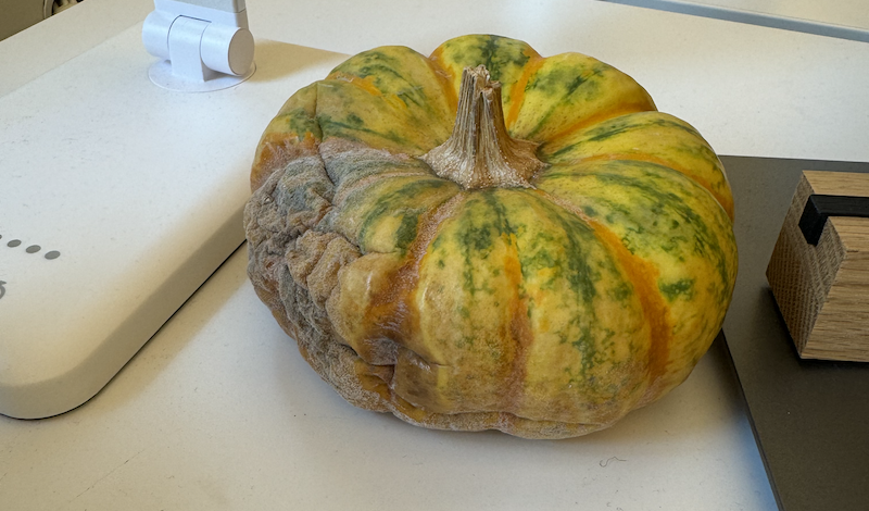 photo of a rotting, moldy gourd