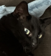pumagreg, cropped and zoomed in to his face looking mildly worried