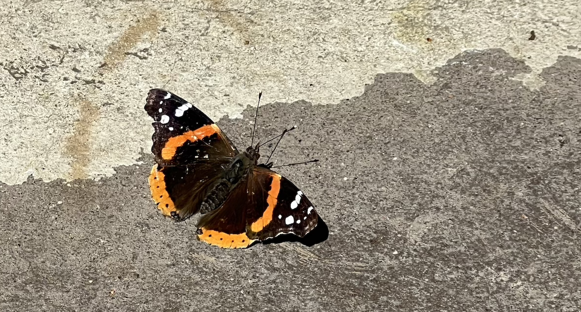 photo of a black and orange red admiral butterfly on the sidewalk