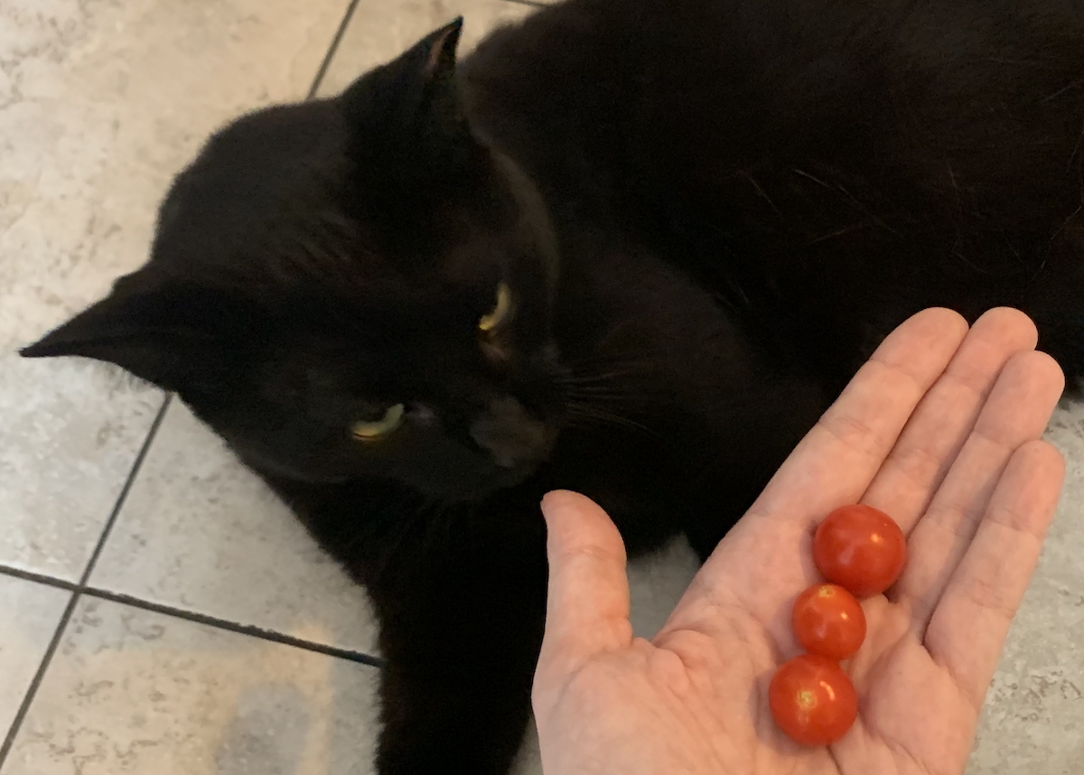 photograph of me holding my tomatoes near a black cat on the floor