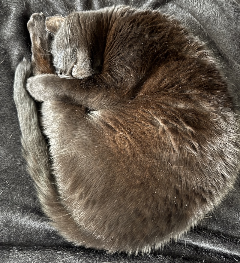 pumagreg sleeping in a pose only matched by the best olympic divers